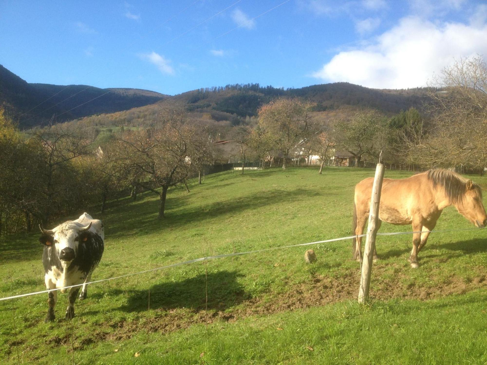 Gite Bellevue Breitenbach Esterno foto